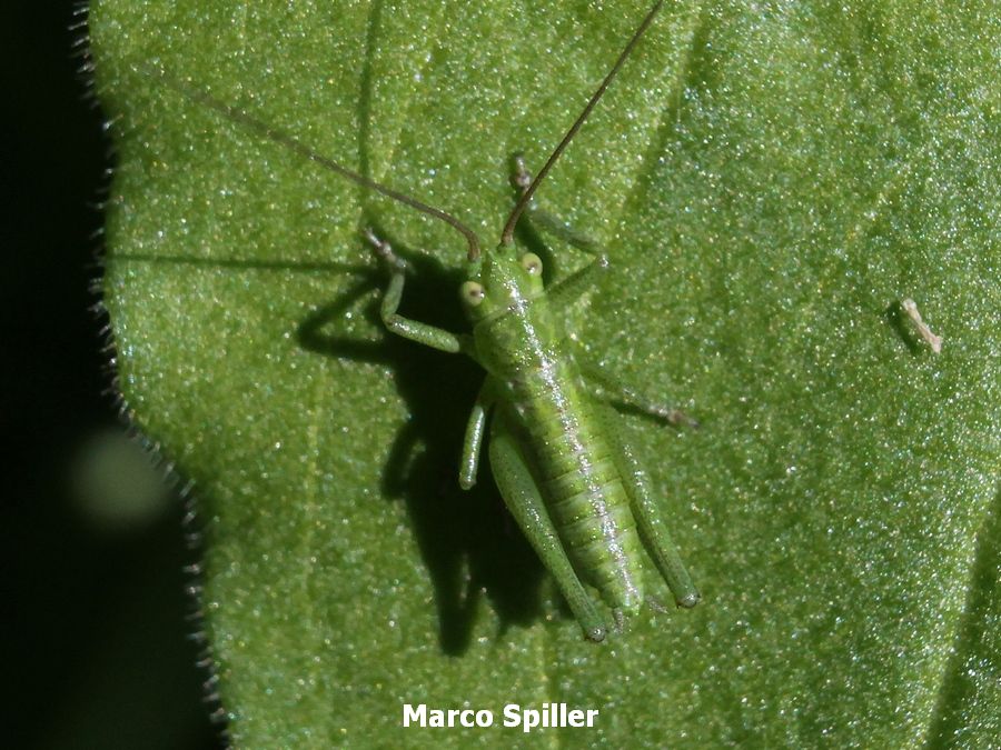 neanide di Tettigonia sp.